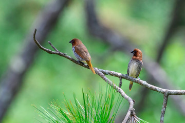 scaly breasted munia on tree branch with isolated background