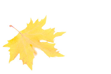 Red and Orange autumn leaves isolated on a white