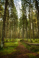 Mossy Path through a autumn pine forest