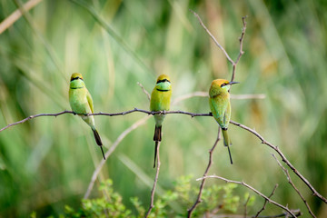 Group of bee eater on bush branch