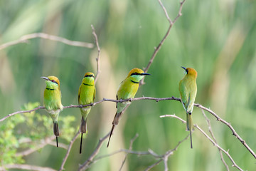 Group of bee eater on bush branch
