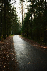 Obraz premium Narrow asphalt road going through dark conifer forest