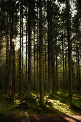 Fototapeta premium Sunlight streaming through a autumn pine forest