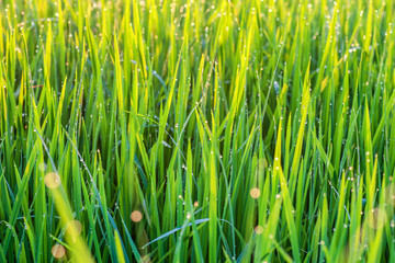 Close up paddy after rainning
