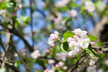 apple fruit tree