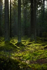 Fotobehang Sunlight streaming through a autumn pine forest © kkolosov