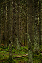 Obraz premium Sunlight streaming through a autumn pine forest