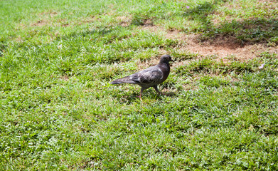 pigeon on the grass