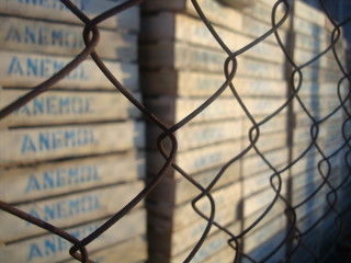 Reading Wind in Greek behind Fences
