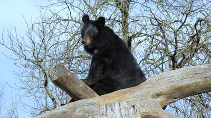 Niedźwiedź czarny, amerykański niedźwiedź obserwujący otoczenie z ułożonego stosu kłód