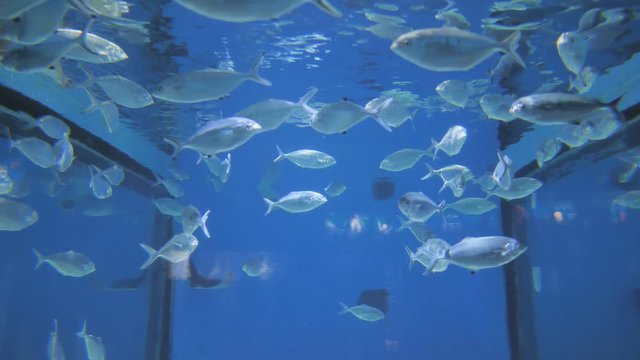 Exotic fish swim in the aquarium.