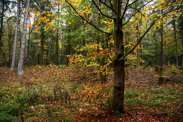 Hersbtfarben im Mischwald