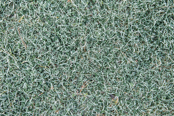 Hoar frost( pruina) in home garden on grass in the morning, below zero temperature. Top view...