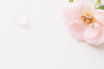 Pink rose flower and petals on soft and sweet pastel blurred background. Top view. 