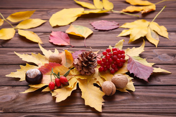 Naklejka na ściany i meble Autumn leaves with berries on a brown background