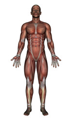 Anatomía Muscular Vista Frontal