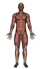 Anatomía Muscular Vista Frontal