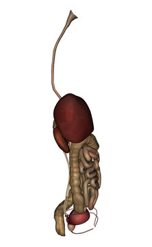 Anatom&iacute;a &oacute;rganos Vista Derecha