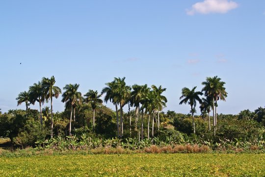 Palmeral y plataneras en Vi&ntilde;ales, Cuba.