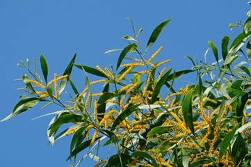 Flowers bloom and blue sky. Acacia auriculiformis