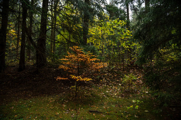 Dunkler Mischwald im Herbst