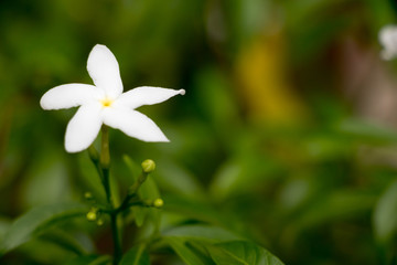 White Gardenia Crape Jasmine