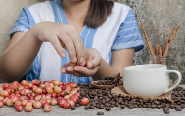 Coffee beans for good quality of coffee