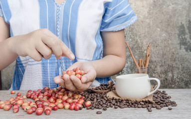 Coffee beans for good quality of coffee