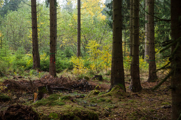 Fichtenwald im Harz