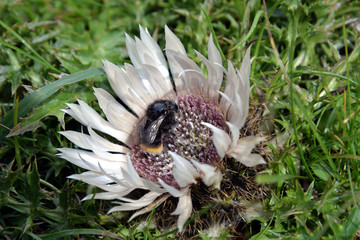 Carline Thistle (Carlina acaulis)  in the austrian alps with bee