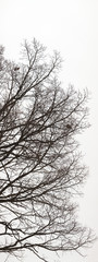 Ultrahigh resolution abstract background. Tree branches silhouette without leaves on pale white sky