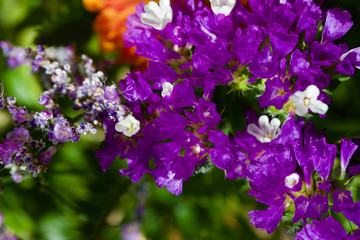 Obraz premium Macro abstract view of beautiful purple and white statice flowers