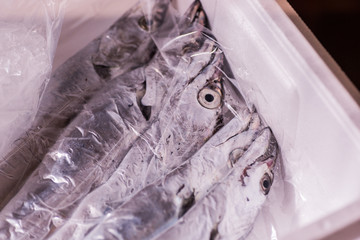 太刀魚