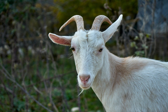 An image of a white goat.