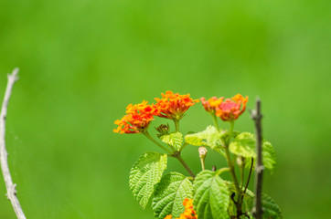 Orange flower on green background