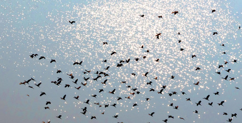 Large flock of birds flying over the okavango Delta