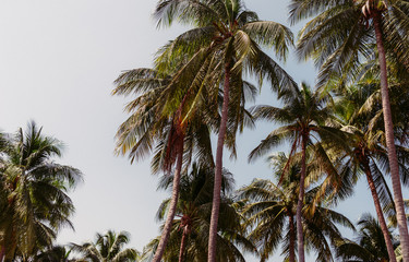 Fototapeta na wymiar Coconut palm tree for summer background, vintage tone.