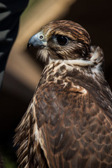 Falcon hawk bird sitting on falconers hand during show