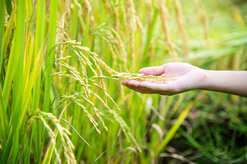  Asian women touching a rice in the paddy field,Rice field
