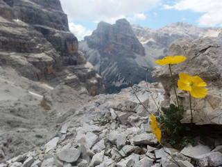 Włochy, Dolomity - na trasie wokół Tofany di Rozes, widok z żółtymi kwiatami