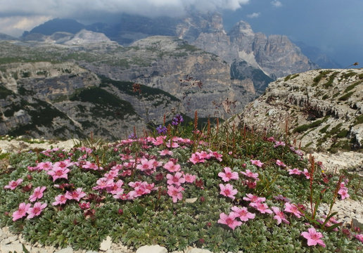 Włochy, Dolomity - na Szlaku  Sentiero Bonacossa, widok z r&oacute;żowymi kwiatami