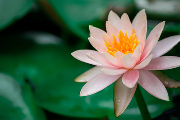 A beautiful lotus flower is complimented by the rich colors of the deep blue water surface.Nature...