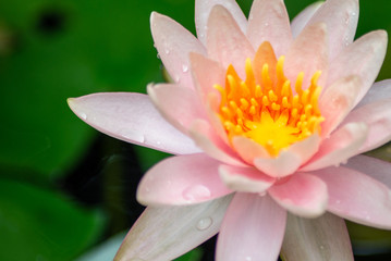 A beautiful lotus flower is complimented by the rich colors of the deep blue water surface.Nature...