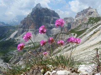 Włochy, Dolomity - widok z różowymi kwiatami na szlaku w masywie Monte Paterno