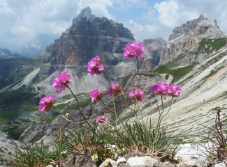 Włochy, Dolomity - widok z różowymi kwiatami na szlaku w masywie Monte Paterno © Iwona