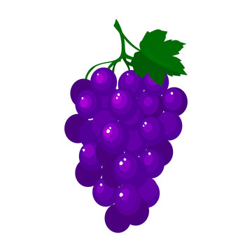 Cartoon fresh grapes isolated on white background