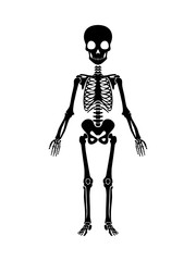 Skeleton human anatomy. Vector halloween black skeleton isolated on white. X-ray Concept and Human Radiography Icon.