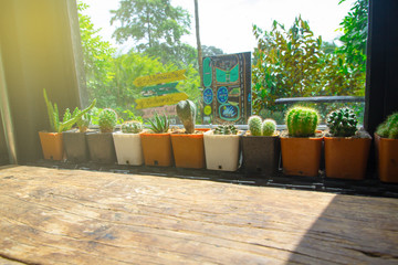 The cactus is placed next to a window with a light through the coffee shop