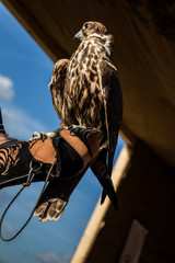 Falcon hawk bird sitting on falconers hand during show