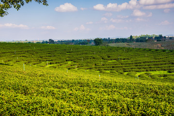 Fototapeta na wymiar green tea Farm landscape with green field and blue sky.